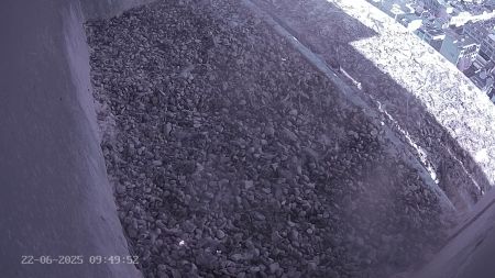 Sussex Heights Peregrine Falcons Webcam Image 22 Jun 2025 09:49:52