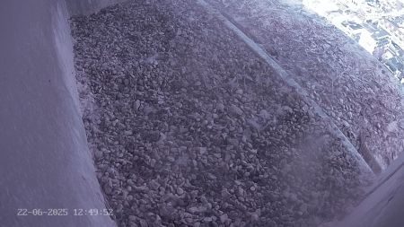 Sussex Heights Peregrine Falcons Webcam Image 22 Jun 2025 12:49:52