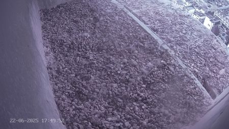 Sussex Heights Peregrine Falcons Webcam Image 22 Jun 2025 17:49:52