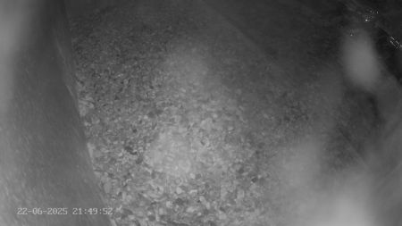 Sussex Heights Peregrine Falcons Webcam Image 22 Jun 2025 21:49:52
