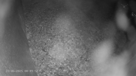 Sussex Heights Peregrine Falcons Webcam Image 23 Jun 2025 00:49:52