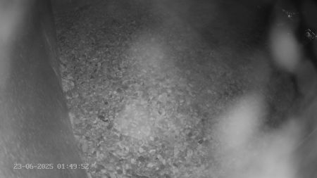 Sussex Heights Peregrine Falcons Webcam Image 23 Jun 2025 01:49:52