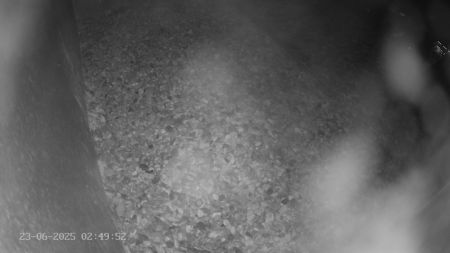 Sussex Heights Peregrine Falcons Webcam Image 23 Jun 2025 02:49:52