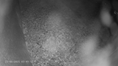 Sussex Heights Peregrine Falcons Webcam Image 23 Jun 2025 03:49:52