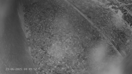Sussex Heights Peregrine Falcons Webcam Image 23 Jun 2025 04:49:52