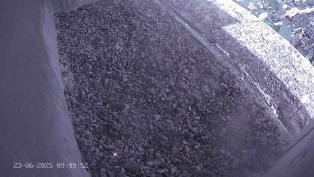 Sussex Heights Peregrine Falcons Webcam Image 23 Jun 2025 09:49:52
