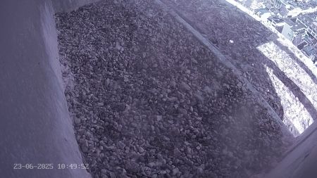 Sussex Heights Peregrine Falcons Webcam Image 23 Jun 2025 10:49:52