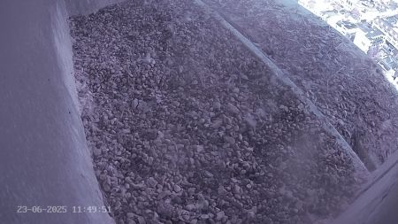 Sussex Heights Peregrine Falcons Webcam Image 23 Jun 2025 11:49:52
