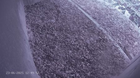 Sussex Heights Peregrine Falcons Webcam Image 23 Jun 2025 12:49:52