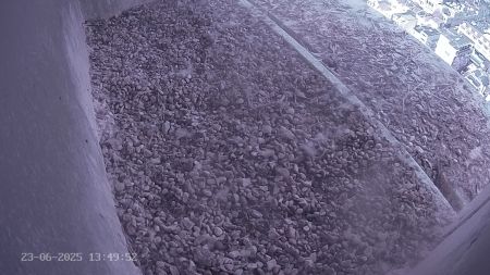 Sussex Heights Peregrine Falcons Webcam Image 23 Jun 2025 13:49:52
