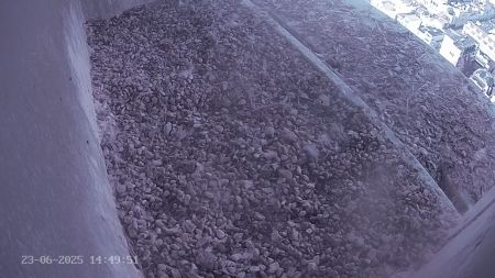 Sussex Heights Peregrine Falcons Webcam Image 23 Jun 2025 14:49:52