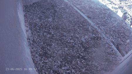 Sussex Heights Peregrine Falcons Webcam Image 23 Jun 2025 16:49:52