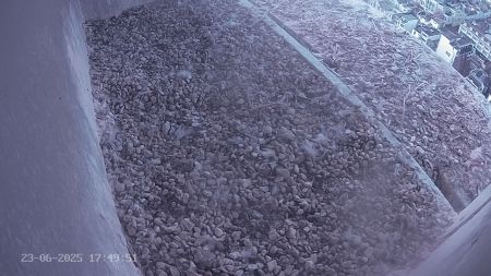 Sussex Heights Peregrine Falcons Webcam Image 23 Jun 2025 17:49:52