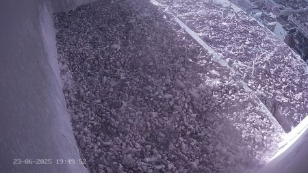 Sussex Heights Peregrine Falcons Webcam Image 23 Jun 2025 19:49:52