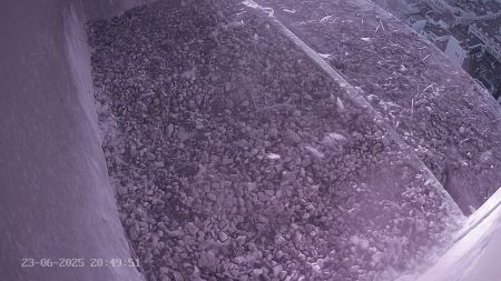 Sussex Heights Peregrine Falcons Webcam Image 23 Jun 2025 20:49:52